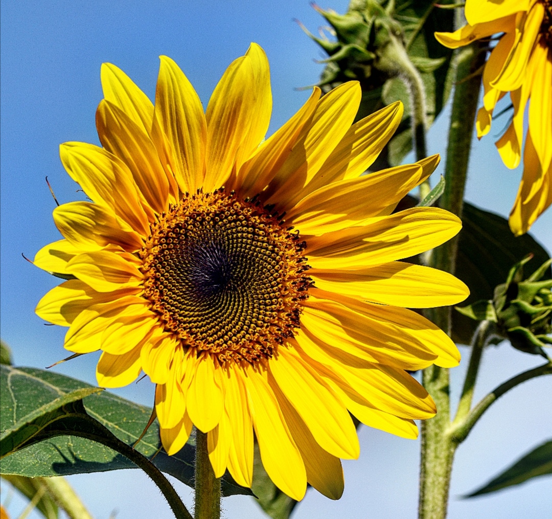 Die Kraft der Sonnenblume
